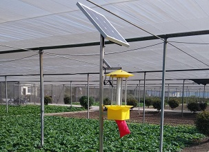 太阳能杀虫灯对温室大棚蔬菜的诱杀效果