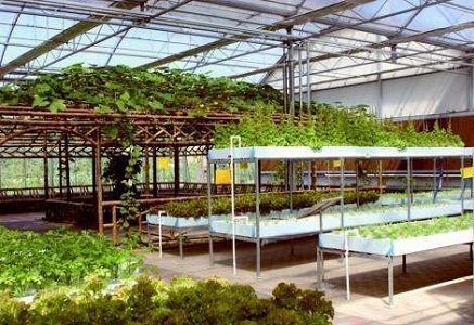 智能温室大棚控制系统除了种蔬菜,也可以种水果
