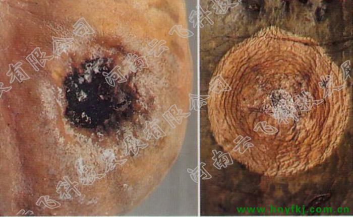 南瓜黑斑病和青霉病
