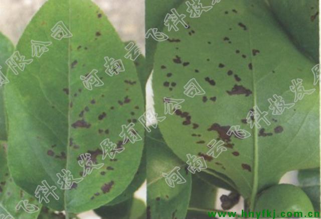梨褐斑病是梨树常见病害之一.